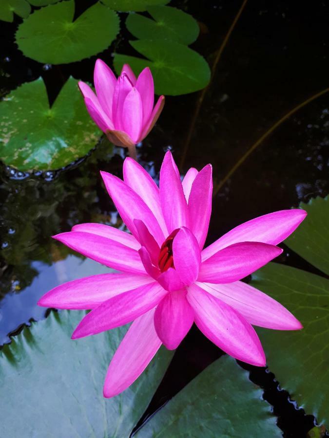 Sari Village Jungle Retreat 판타이체낭 외부 사진